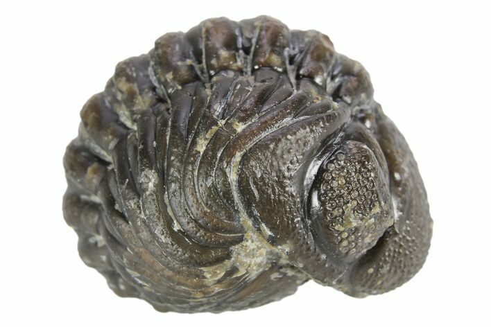 Wide, Enrolled Austerops Trilobite - Morocco #252635